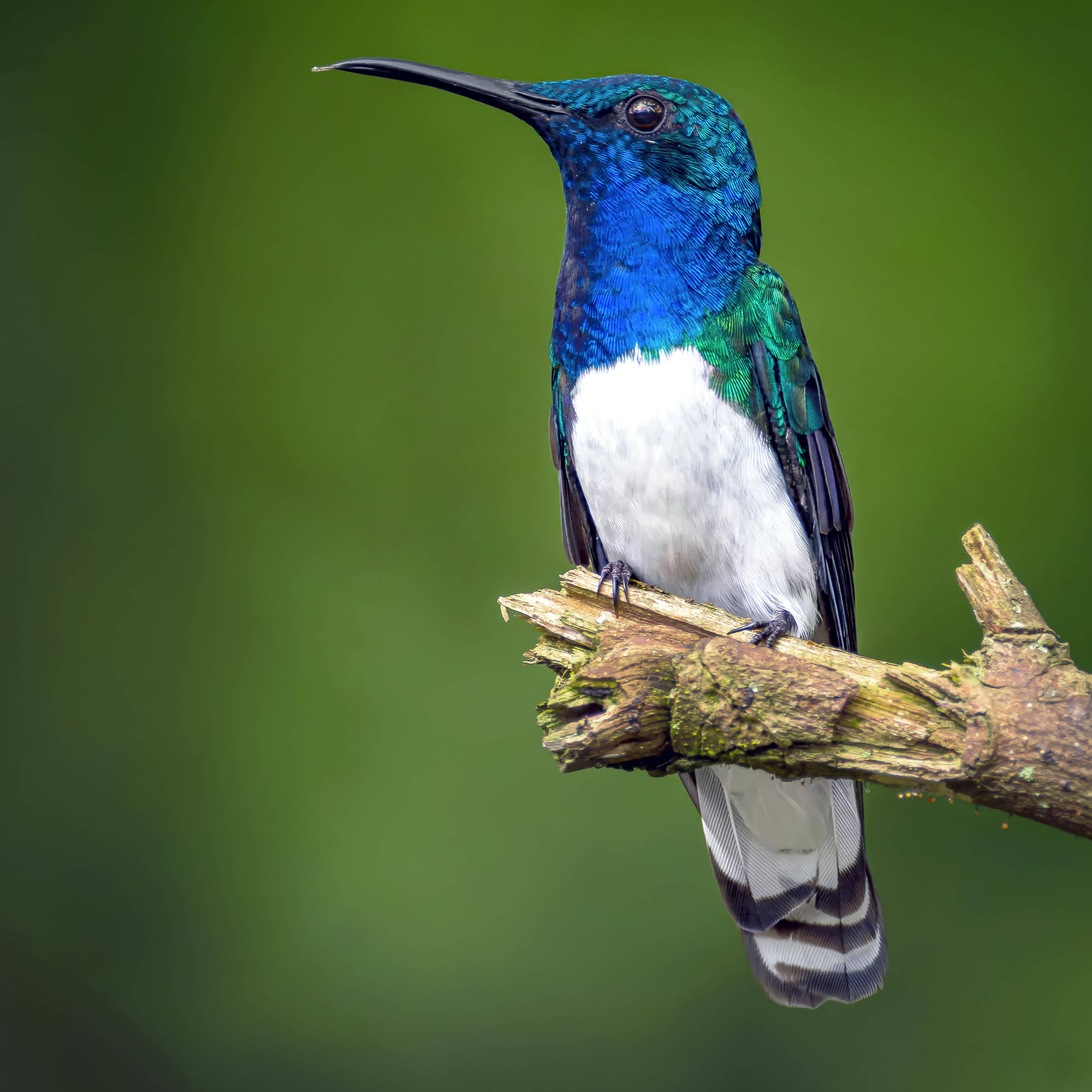 White-necked Jacobin